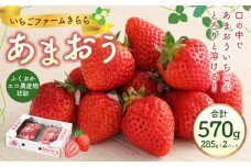 あまおう 約570g 約285g×2パック いちごファームきらら いちご イチゴ 苺【ふくおかエコ農産物認証】【2026年2月上旬から3月下旬発送予定】