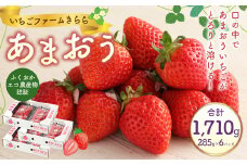 あまおう 約1710g 約285g×6パック いちごファームきらら いちご イチゴ 苺【ふくおかエコ農産物認証】【2026年2月上旬～3月下旬発送予定】