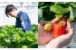 完熟あまおう 贈答用4パック いちご 苺 イチゴ フルーツ 果物 くだもの あまおう ギフト 冷蔵 苅田町