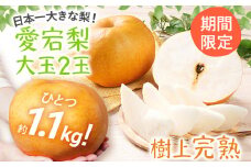 【数量限定】梨 愛宕梨 大玉2玉  松木果樹園 樹上完熟 フルーツ 日本一大きな なし 【期間限定】