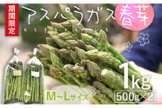 予約受付 アスパラガス 春芽 M~Lサイズ 1kg（500g×2） 野菜 2026年3月頃より順次発送  農家直送 福岡 九州 グルメ お取り寄せ