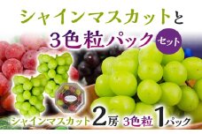 【数量限定】シャインマスカット 2房＋3色粒パックセット（シャインマスカット、ピオーネ、クイーンニーナ）ぶどう フルーツ ブドウ 葡萄 果物 マスカット 赤葡萄 黒葡萄 食べ比べ  1パック350g前後 Vtuber ギフト 贈り物 完熟
