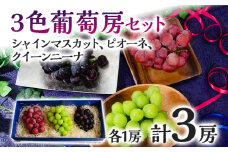 【数量限定】 ぶどう 食べ比べ 3色葡萄房セット( シャインマスカット、ピオーネ、クイーンニーナ ) ぶどう フルーツ ブドウ 葡萄 果物 マスカット 赤葡萄 黒葡萄 食べ比べ  1房600g前後 Vtuber ギフト 贈り物 甘い 完熟 3種セット