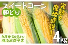 スイートコーン 朝どり 4kg 【期間限定】 6月中旬頃より順次出荷予定 朝採り 朝採れ 完熟 農家直送 産地直送 とうもろこし トウモロコシ あまい 福岡県 福岡 九州 グルメ お取り寄せ ※北海道・沖縄・離島は配送不可