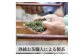緑茶 茶葉 人気 八女茶 福岡