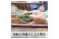 緑茶 茶葉 人気 八女茶 福岡