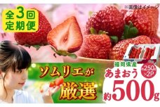 【全3回定期便】福岡産 冬あまおう 250g×2P 吉富町/南国フルーツ株式会社 [BGAG041] 果物 フルーツ デザート いちご イチゴ 苺 あまおう 人気 美味しい ふるさと納税