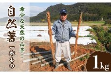 【なくなり次第終了！】 特選 「築城 自然薯 」約1kg 《築上町》【秋永農園】 [ABBG001] 12000円