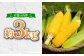 とうもろこし コーン スイートコーン もろこし 人気 野菜 甘い おすすめ