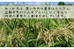 夢つくし 5kg お米 白米 ギフト 贈り物 県産米 農産物 ふっくら