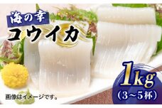 【先行予約 3月下旬頃から発送】豊前海産「 コウイカ 」約1kg (3～5杯)《築上町》【明青丸】 [ABCB001] イカ いか 刺身 烏賊 10000円