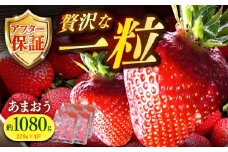 【2月1日から順次発送】農家直送 朝採り新鮮いちご【博多あまおう】約270g×4《築上町》【株式会社H&Futures】 [ABDG004] 12000円