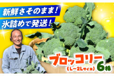 【先行予約受付中】　【30箱限定】ブロッコリーLサイズ6株氷詰め《築上町》【下田農園】 [ABDX001]