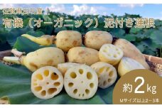 ＜先行予約受付中・令和7年9月上旬以降順次発送＞佐賀県白石産 有機（オーガニック）泥付き蓮根2㎏［A0050-0002］