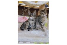 わんにゃんサポートプロジェクト