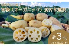 ＜先行予約受付中・令和7年9月上旬以降順次発送＞佐賀県白石産 有機（オーガニック）泥付き蓮根3㎏［A0050-0003］