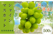 【濃厚芳醇】佐賀県唐津産シャインマスカット  500g（A13729-04）