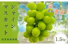 【濃厚芳醇】佐賀県唐津産シャインマスカット  1.5kg（A13731-04）