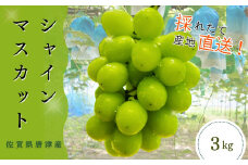 【濃厚芳醇】佐賀県唐津産シャインマスカット  3kg（A13733-04）