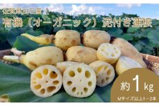 ＜先行予約受付中・令和7年9月上旬以降順次発送＞佐賀県白石産 有機（オーガニック）泥付き蓮根1㎏［A0050-0001］