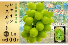 【お中元対象】佐賀県唐津産特選シャインマスカット 1房（約600g）［A13728-04］