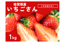 ＜先行予約受付中・令和8年2月上旬以降順次発送＞濃厚苺”いちごさん” 約 1kg［A13719-04］