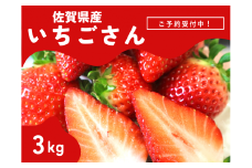 ＜先行予約受付中・令和8年2月上旬以降順次発送＞濃厚苺”いちごさん”約 3kg［A13722-04］