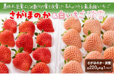 ＜先行予約受付中・令和8年1月中旬以降順次発送＞紅白いちご（淡雪・さがほのか）セット440g［A4605-04-0］