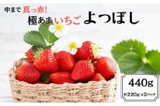 ＜先行予約受付中・令和8年1月中旬以降順次発送＞中まで真っ赤！極あまいちご「よつぼし」440g（220g×2パック）［A0212-0009］