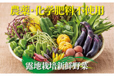 佐賀産季節の旬野菜15種類（農薬・化学肥料不使用）：B150-008