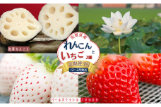 【定期便3回】佐賀県産 れんこんといちご【12～2月発送】：B445-006