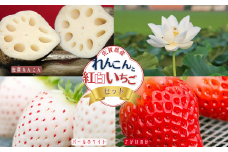 佐賀県産 れんこんと紅白いちごのセット：B240-008