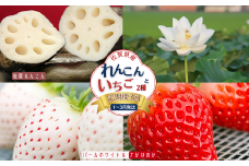 【定期便3回】佐賀県産 れんこんといちご【1～3月発送】：B445-007