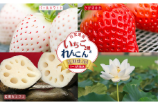 【定期便3回】佐賀県産 いちごとれんこん【1～3月発送】：B420-001