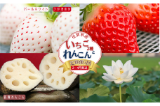 【定期便3回】佐賀県産 いちごとれんこん【2～4月発送】：B420-002