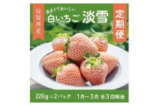 【定期便3回】希少価値 佐賀県産 いちご 淡雪  1~3月発送 フルーツ 果物 定期便 旬 苺 白いちご 九州 佐賀県 佐賀市 清瀬農園 ：B395-008