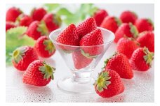 【完熟・採れたて】 特別栽培 イチゴ 恋みのり 250g×4パック 1月中旬～4月発送 いちご 苺 果物 フルーツ 佐賀県 佐賀市 ：B130-049