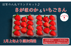 佐賀県産いちご さがほのか&いちごさんセット：B100-039