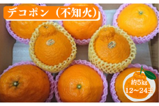 【先行予約】佐賀みかん デコポン【不知火】：B195-006