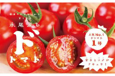 【人気】甘さとコクがド級！ドトマト1号 とまと 旬 野菜 産直 佐賀市：B140-010