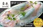 漁業が盛んな呼子では、玄海の海で生き生きと育った活イカは、
驚くほど透き通っていて、とっても新鮮。