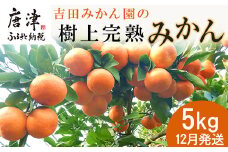 『先行予約』【12月発送】吉田みかん園の樹上完熟みかん 5kg 柑橘 ミカン 蜜柑 フルーツ 果物
