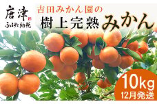 『先行予約』【12月発送】吉田みかん園の樹上完熟みかん 10kg 柑橘 ミカン 蜜柑 フルーツ 果物