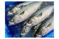 10月～12月上旬までの短期間に漁獲される脂乗りのよい希少な真さば。