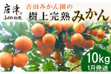 『先行予約』【令和7年1月から発送】吉田みかん園の樹上完熟みかん 10kg 柑橘 ミカン 蜜柑 フルーツ 果物
