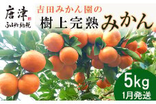 『先行予約』【令和7年1月から発送】吉田みかん園の樹上完熟みかん 5kg 柑橘 ミカン 蜜柑 フルーツ 果物