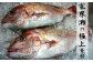 玄界灘でとれた極上の鯛を使用。
豊かな漁場から新鮮で活きの良い魚を仕入れております。