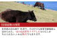 (公社)日本食肉格付協会の肉質等級規格に定められた、
一定の高品質をクリアしたものにしか与えられない、いわば称号「佐賀牛」