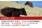 豊かな自然の中でこだわり抜いて飼育された
全国屈指の肉質、一定の高品質をクリアした佐賀牛。