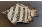 魚が釣りが好きな方々にも好評を頂き飾りとしてもご使用できます。　　